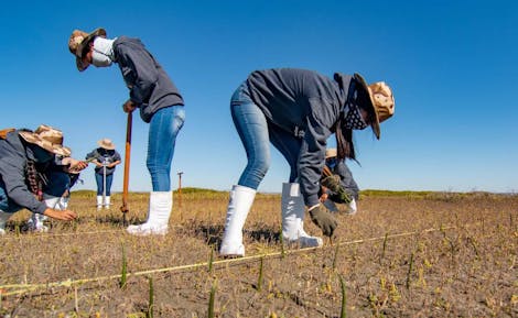Protecting Gray Whale Birthing Lagoons from Sea Level Rise in Baja California, Mexico through Women-led Restoration