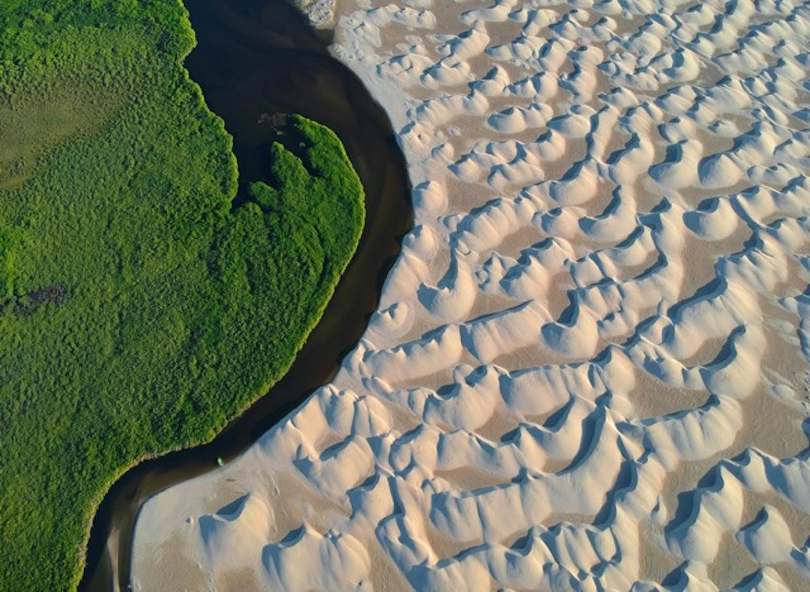 SeaTrees by Sustainable Surf