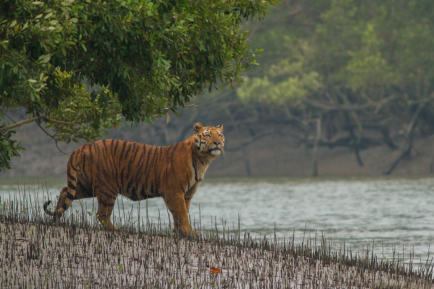 Bengal tigers: Unsung heroes of the Sundarbans mangroves
