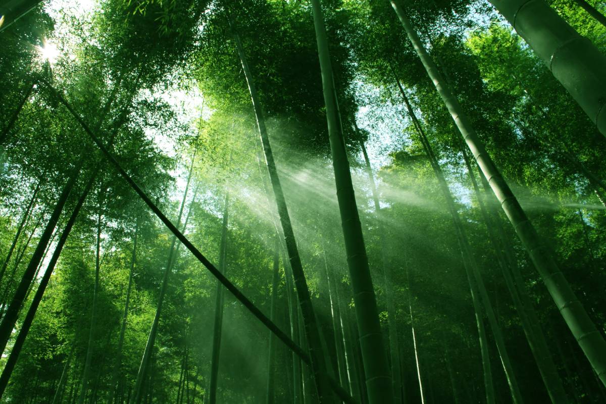 Sunlight breaking through a bamboo grove. Photo ID 26834511 © Dengyinchai | Dreamstime.com