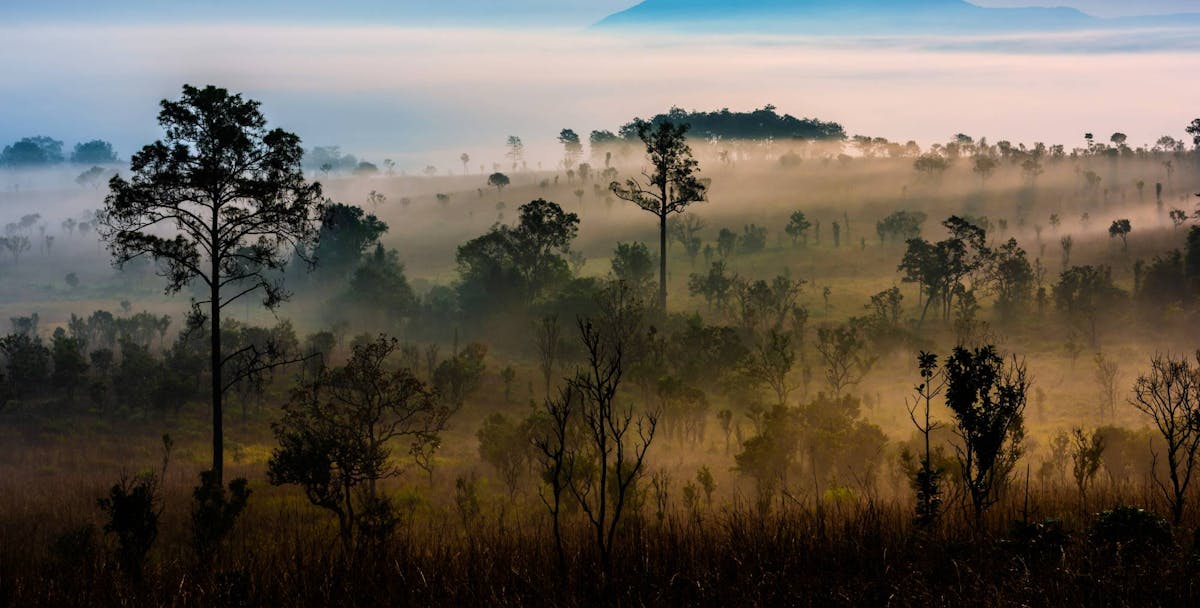 Indochina Mixed Forests & Peatlands (IM12)
