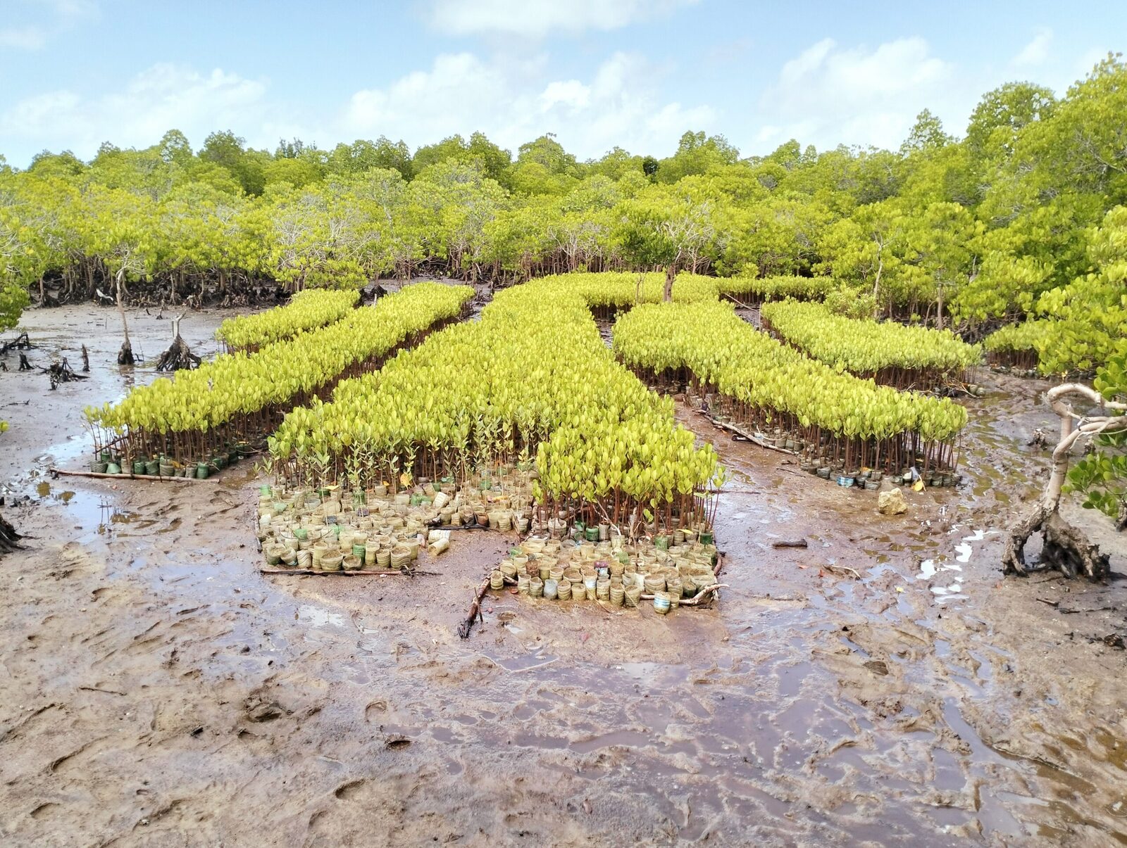 Seedlings are planted by hand during community-led reforestation events, often joined by local schools and conservation partners. Image Credit: CORDIOEA.