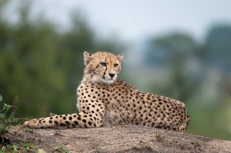 Cheetah (Acinonyx jubatus) on top of a mound in Africa. Image Credit: Envato Creative Commons.