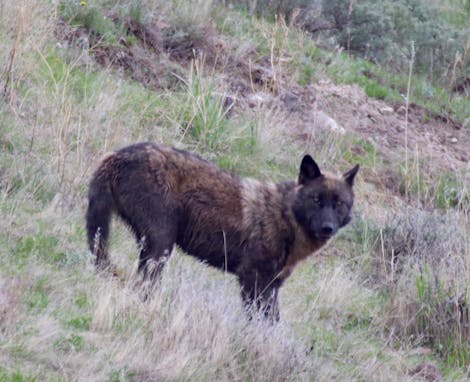 Protecting Imperiled Wolves in the Great Lakes Region Through Compassionate Conservation