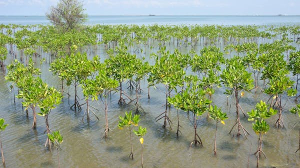 Six projects restoring vital mangrove forests around the world