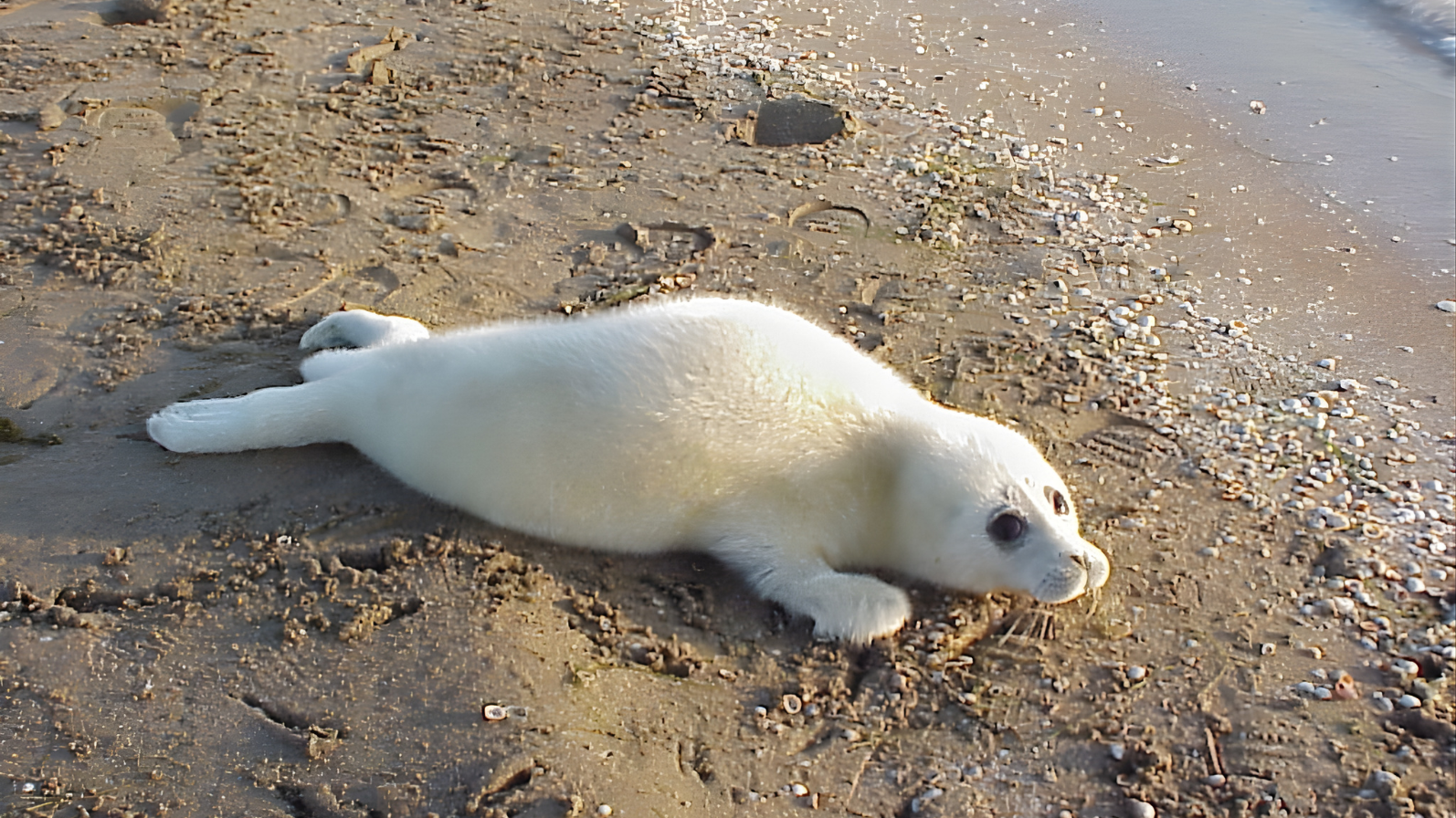 A Caspian seal pup. Image Credit: Pavel Erokhin, Caspian Seal Project.