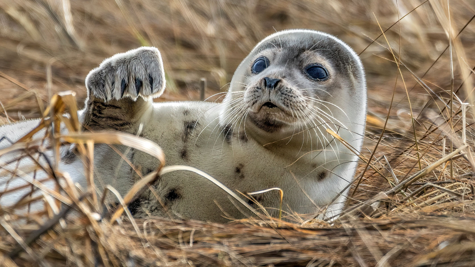 A closeup of a Caspian seal. Image Credit: © Wirestock, Dreamstime