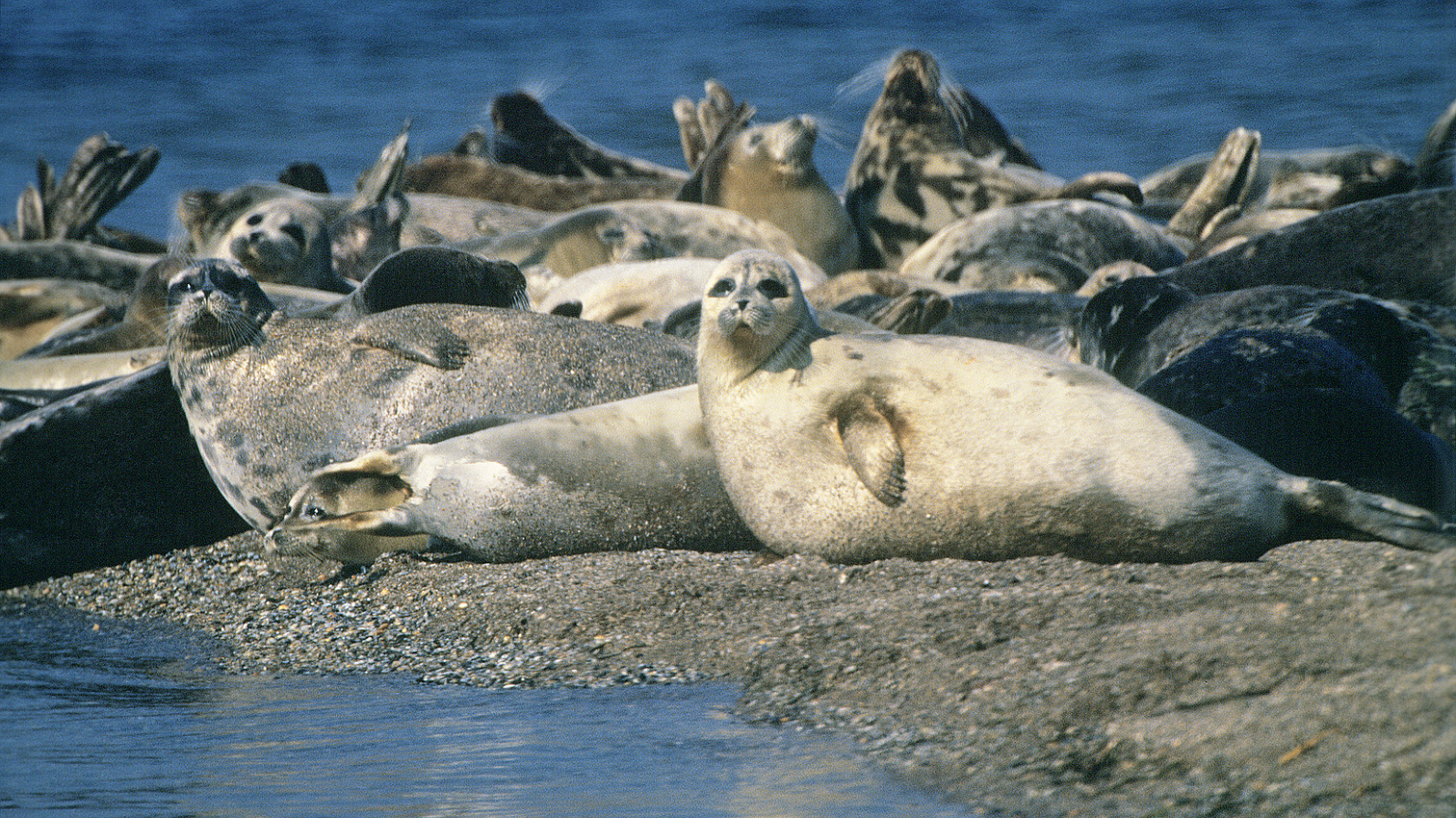 Caspian seals. Image Credit: Pro-syanov from Getty Images Signature via Canva.