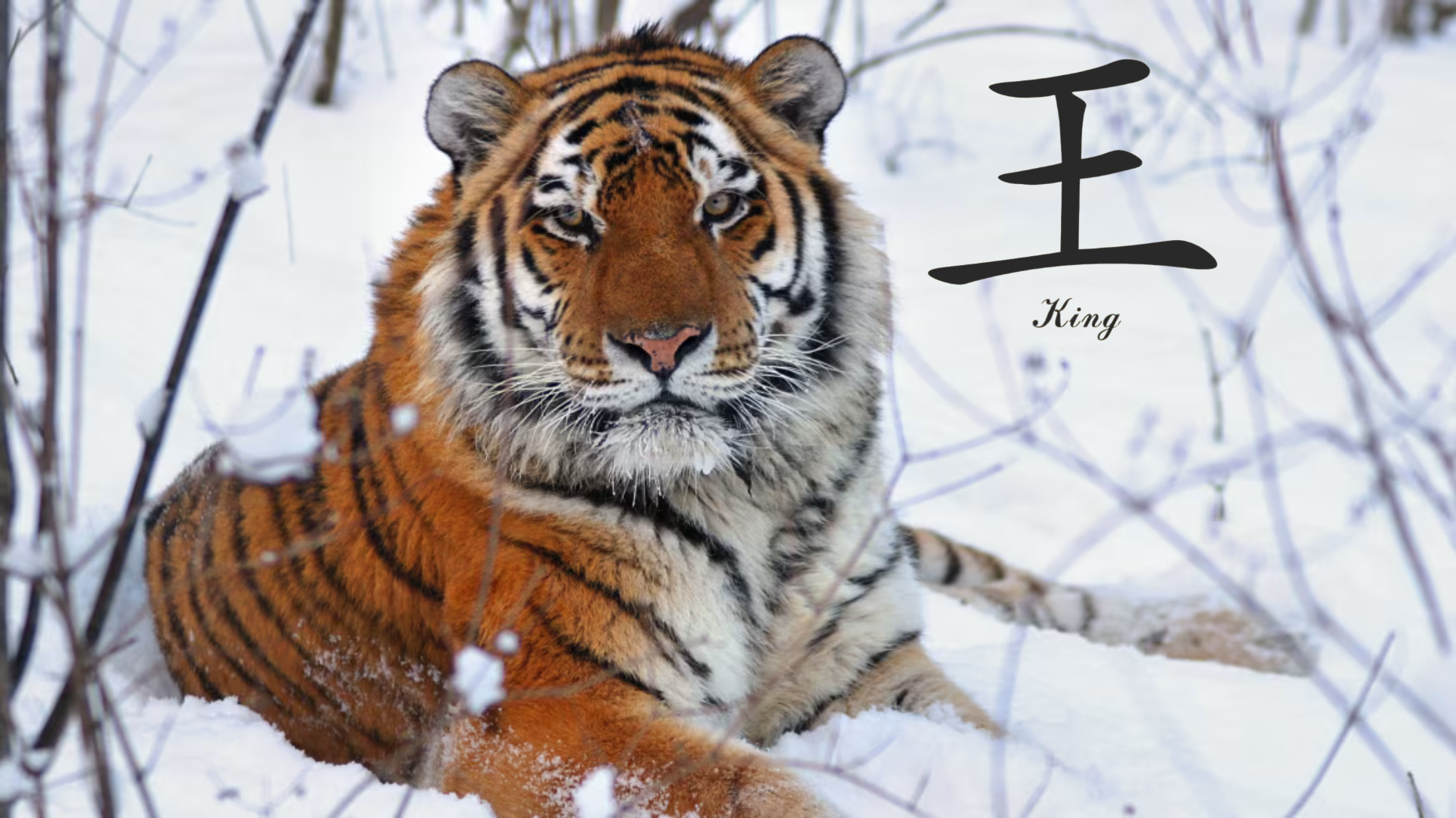 The Chinese character for “king" resembles the Siberian tiger's forehead markings. Image Credit: John Goodrich, WCS.