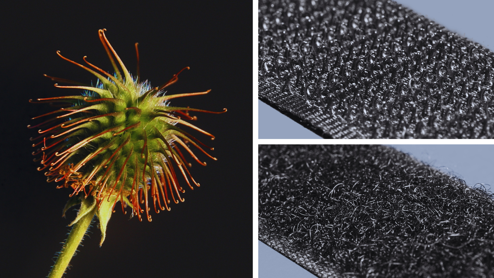 Tiny hooks can be seen covering the surface of this bur vs. the hooks (top) and loops (bottom) of Velcro. Image Credit: Zephyris and Alexander Klink, Wiki Commons.