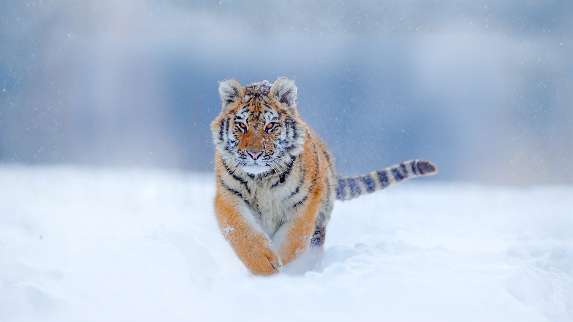 Siberian tiger. Image Credit: © Ondrej Prosicky, Dreamstime.