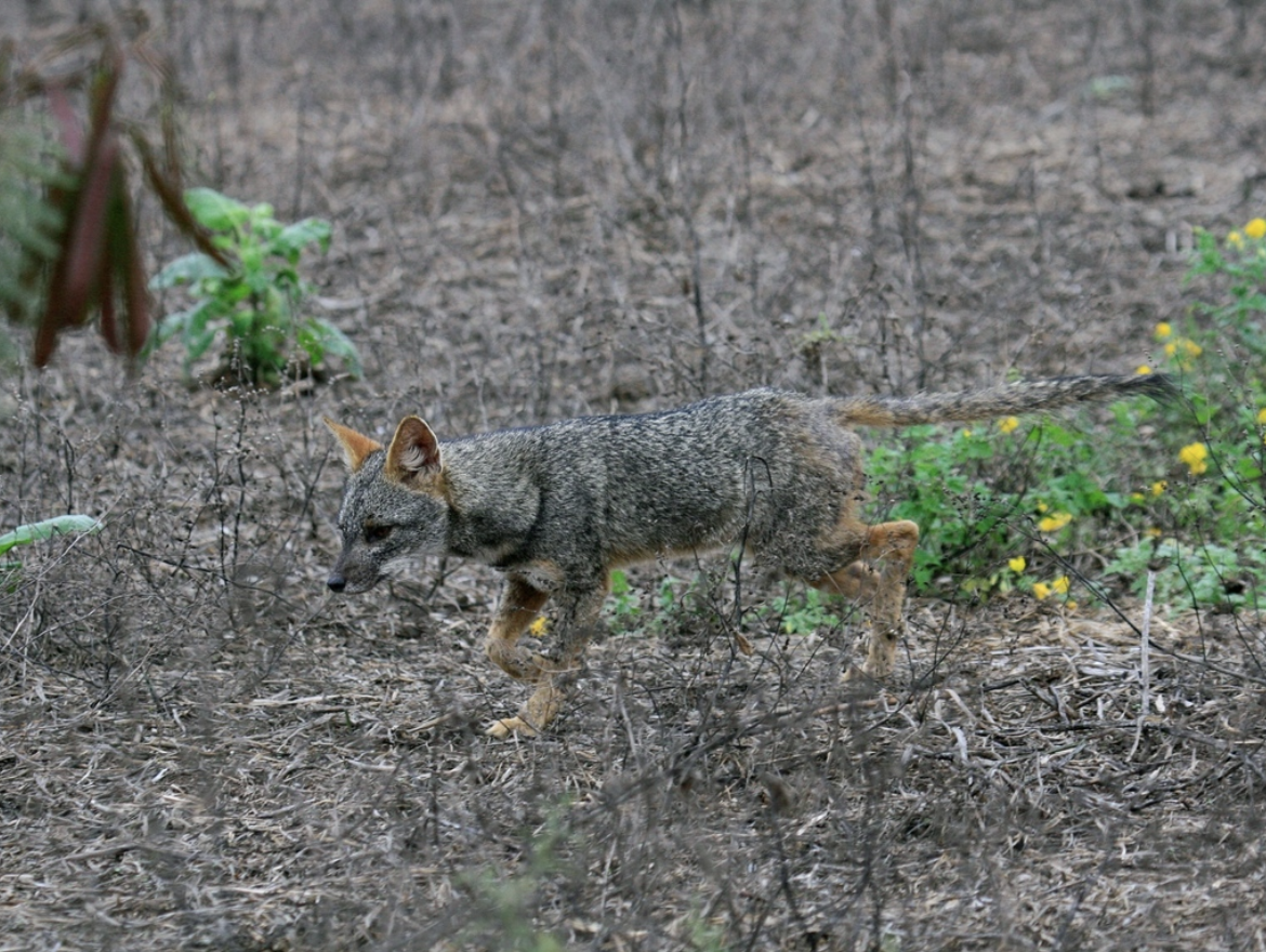 Blending seamlessly into the muted sands and scrub of the Sechura Desert, the Sechuran fox’s gray and cream coat acts as natural camouflage. Image Credit: © Upupamartin, iNaturalist.