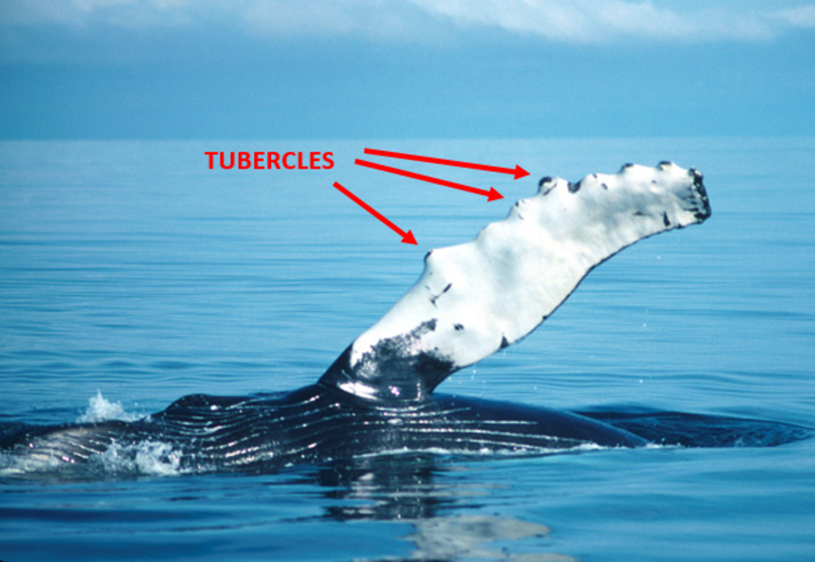 Whale tubercles inspire a more efficient wind turbine design. Image Credit: Biomimicry2016, WordPress.